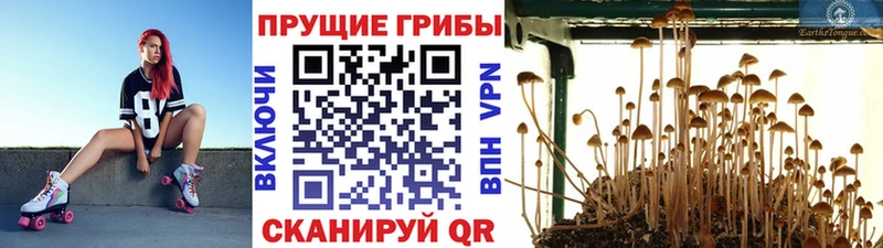 Галлюциногенные грибы Psilocybe  Грязовец 